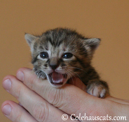 Viola Niblet, October 19, 2013 - 2013 © Colehaus Cats