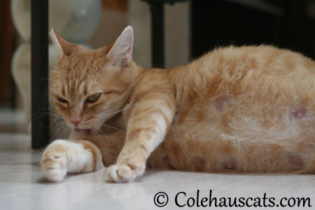 Taking mama-to-be time - 2013 © Colehaus Cats