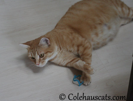 Checking out baby toys - 2013 © Colehaus Cats