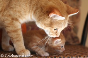 Mama Erinn Zuzu and son Russell - 2013 © Colehaus Cats