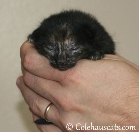 Illy Niblet, the dark Tortie girl, at one week, 10/12/2013 - 2013 © Colehaus Cats