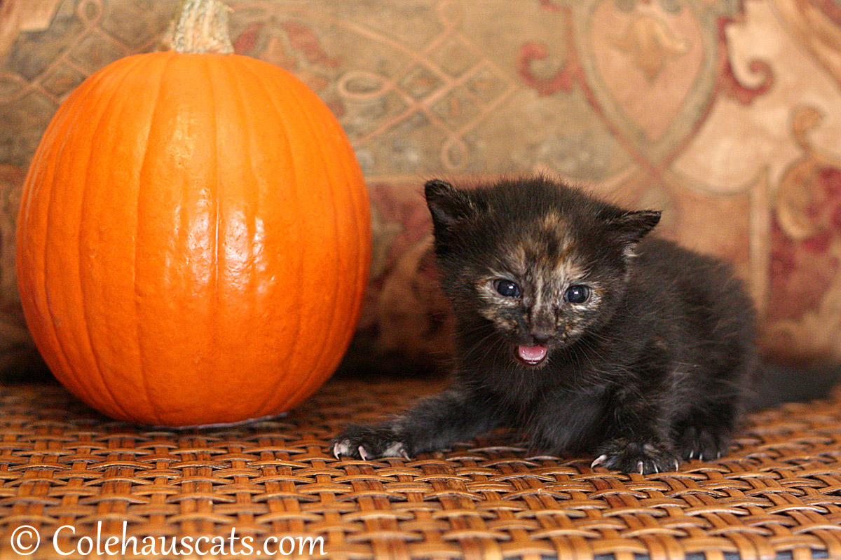 Illy's already in the Halloween spirit - 2013 © Colehaus Cats