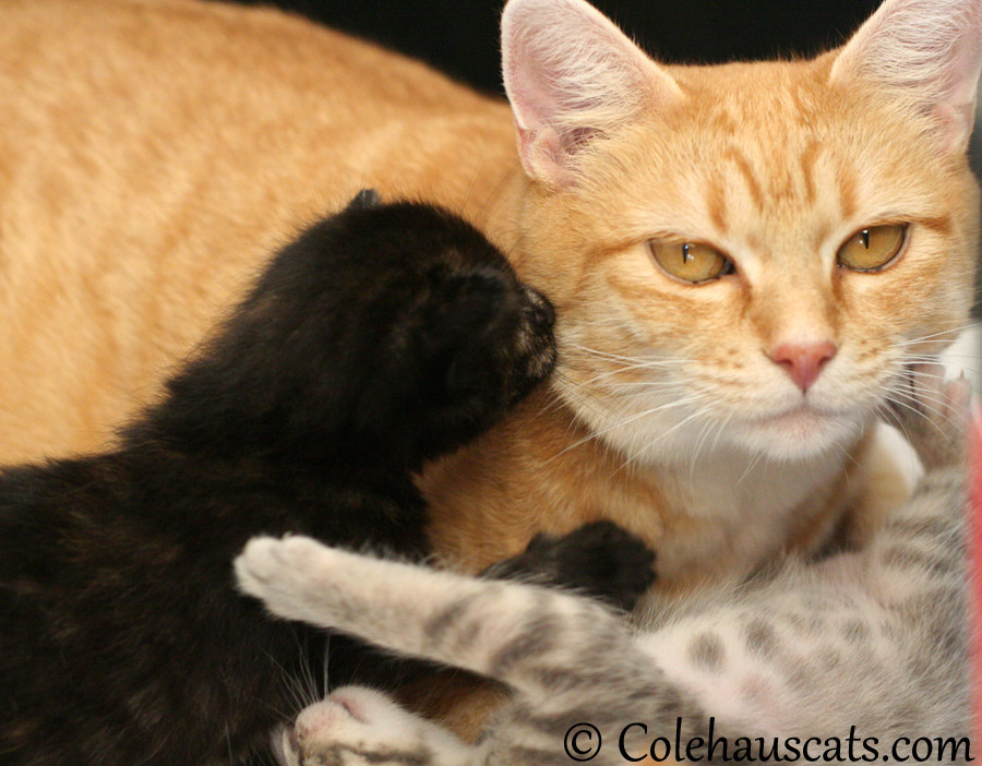 Illy kisses for mama Erinn Zuzu - 2013 © Colehaus Cats