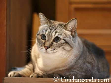 Maxx wonders - 2013 © Colehaus Cats