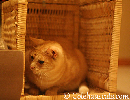 Guarding her other basket - 2013 © Colehaus Cats