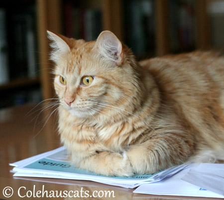 Floofy Pia waits - 2013 © Colehaus Cats