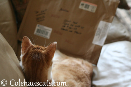 Quint gets a package! - 2013 © Colehaus Cats