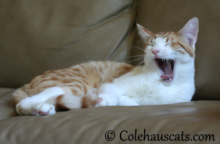 Huh? What? *yawn* - 2013 © Colehaus Cats