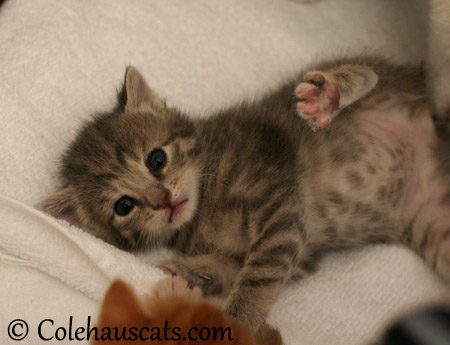 Robbie showing off his itty bitty toesies - 2013 © Colehaus Cats