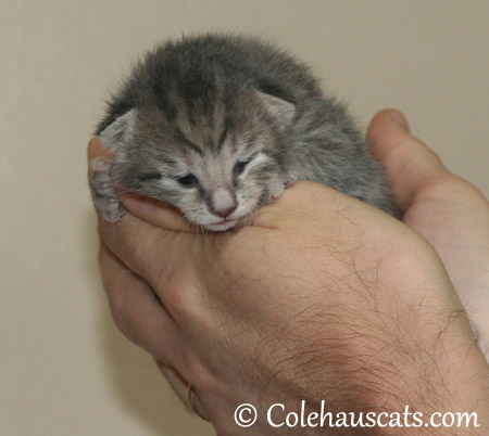 Robbie Niblet, the soft gray Tabby bobtail boy, at one week, 10/12/2013 - 2013 © Colehaus Cats