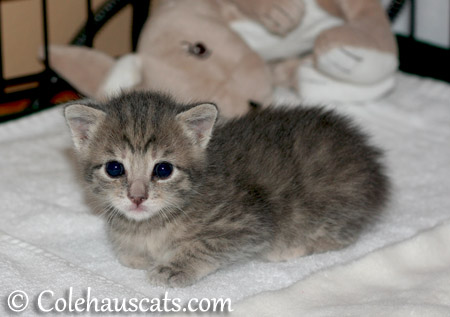 Little sweetie Robbie Niblet - 2013 © Colehaus Cats