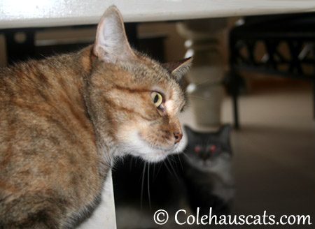 That crackling sound - - 2013 © Colehaus Cats