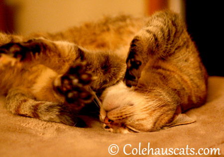 Ruby wants quiet - 2013 © Colehaus Cats