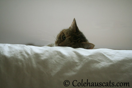 Watching baby Niblets - 2013 © Colehaus Cats