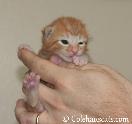 Russell, the orange Tabby boy, at one week, 10/12/2013 - 2013 © Colehaus Cats