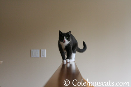 Oh, Mancats! - 2013 © Colehaus Cats