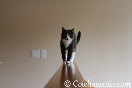 I hear how brave Mancats are - 2013 © Colehaus Cats