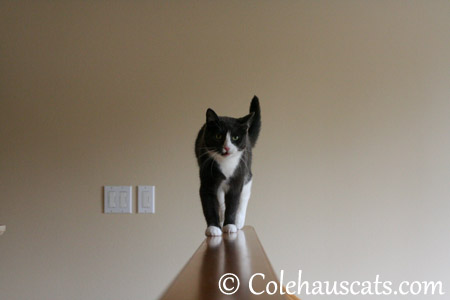 I'll see your bravery - 2013 © Colehaus Cats