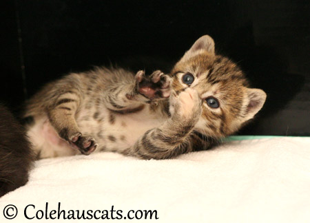 Viola still wants to be a baby cheetah - 2013 © Colehaus Cats