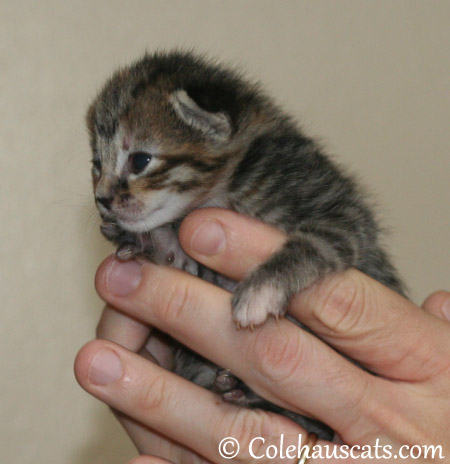 Viola Niblet, the dark Tabby manx girl, at one week, 10/12/2013 - 2013 © Colehaus Cats