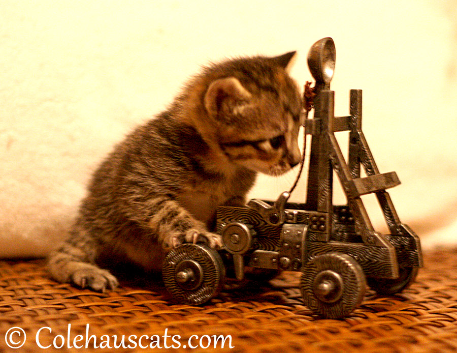 Viola rolls out the trebuchet - 2013 © Colehaus Cats