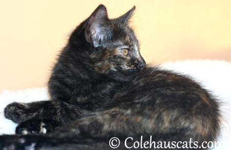 Pretty Miss Illy Niblet at 8 weeks old - 2013 © Colehaus Cats