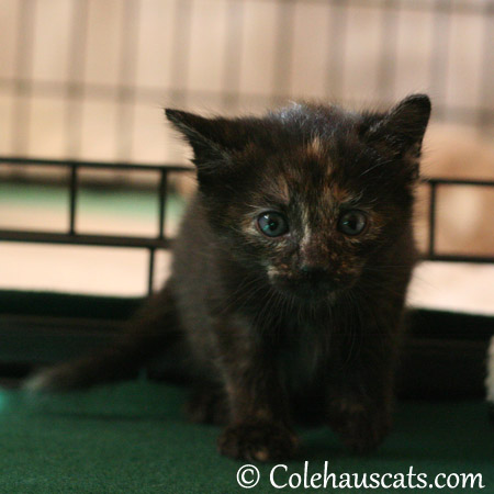 Illy Niblet stalking the camera - 2013 © Colehaus Cats