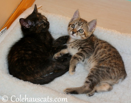 The Niblet girls Illy and Viola - 2013 © Colehaus Cats