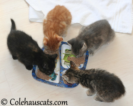 Niblet Breakfast - 2013 © Colehaus Cats