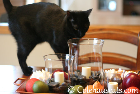 Official Seasonal Supervisor Olivia - 2013 © Colehaus Cats