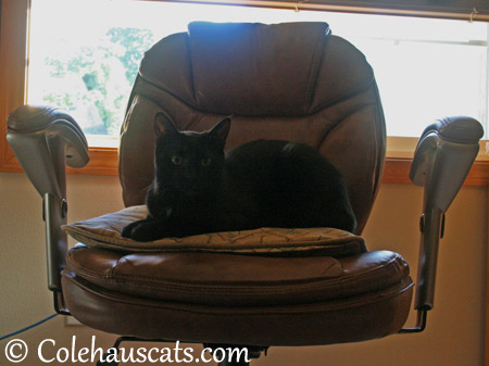 Olivia's Seat of Power - 2013 © Colehaus Cats