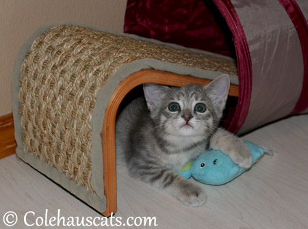 Playful Robbie Niblet at 8 weeks old - 2013 © Colehaus Cats