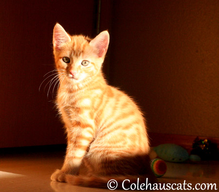 Sunny Russell Niblet at 8 weeks old - 2013 © Colehaus Cats