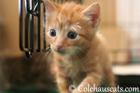 Russell and his sunshiny whiskers - 2013 © Colehaus Cats