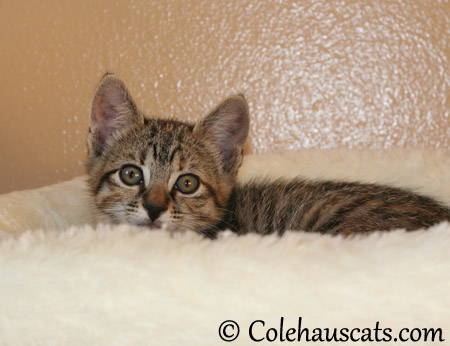 Little Viola Niblet at 8 weeks old - 2013 © Colehaus Cats