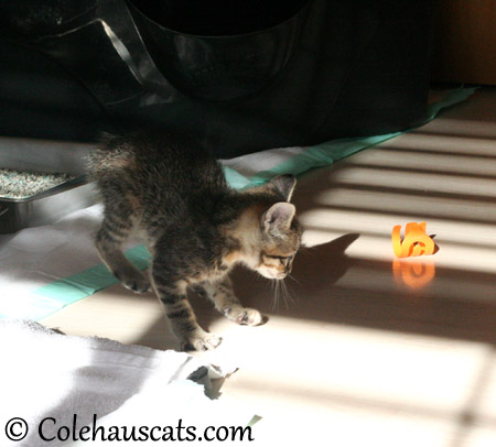 Viola's Favorite Squiggle toy - 2013 © Colehaus Cats