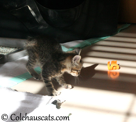 Viola's Favorite Squiggle toy - 2013 © Colehaus Cats