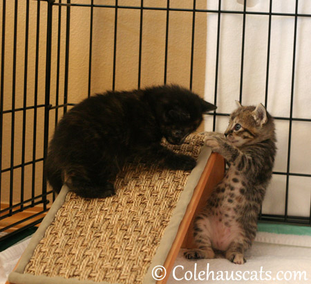 Sisters Illy and Viola Niblet at 4 weeks - 2013 © Colehaus Cats