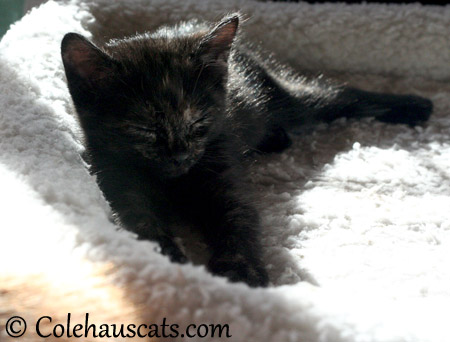 Sleepy Illy Niblet - 2013 © Colehaus Cats