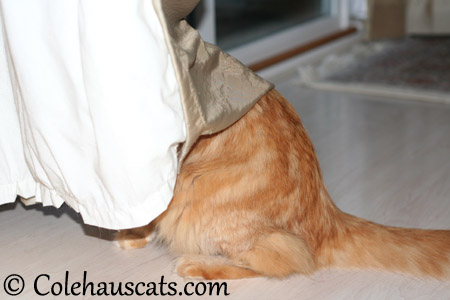 Checking work on snagged drapes - 2013 © Colehaus Cats