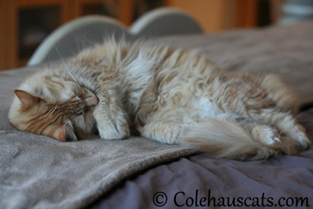 Nap time! - 2013 © Colehaus Cats