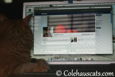 Working Facebook - 2013 © Colehaus Cats