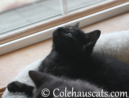 Pretty Miss Illy - 2013 © Colehaus Cats