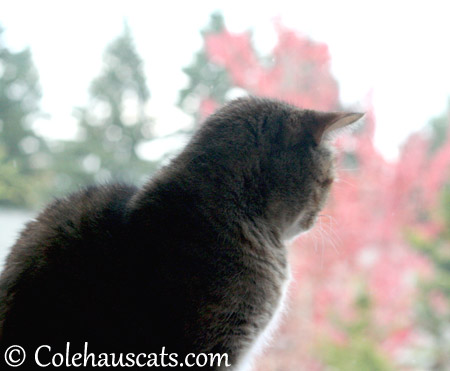 Watching fall leaves - 2013 © Colehaus Cats