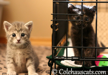 Robbie and Illy Niblet at 4 weeks - 2013 © Colehaus Cats