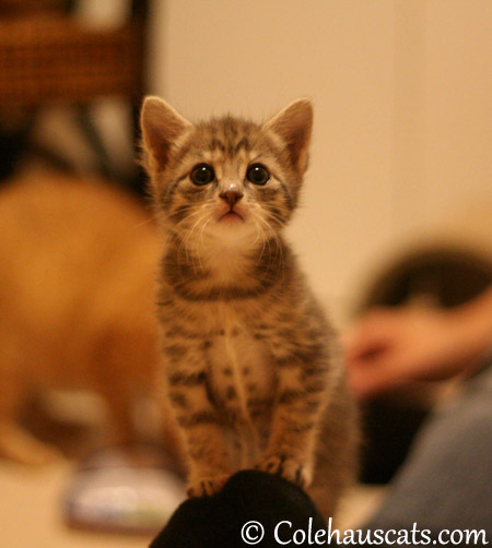 Hi, I'm Robbie and I have meeelk on my nose - 2013 © Colehaus Cats