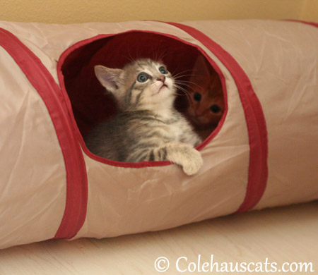 Sailing the Crinkly Time Tunnel of Fun - 2013 © Colehaus Cats