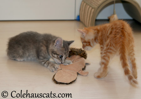 Sharing toys? - 2013 © Colehaus Cats