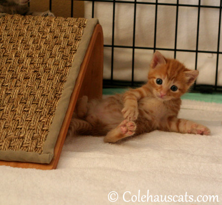 Russell Niblet at 4 weeks - 2013 © Colehaus Cats