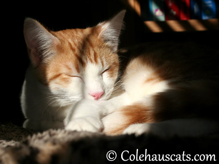 Quint in the morning - 2013 © Colehaus Cats